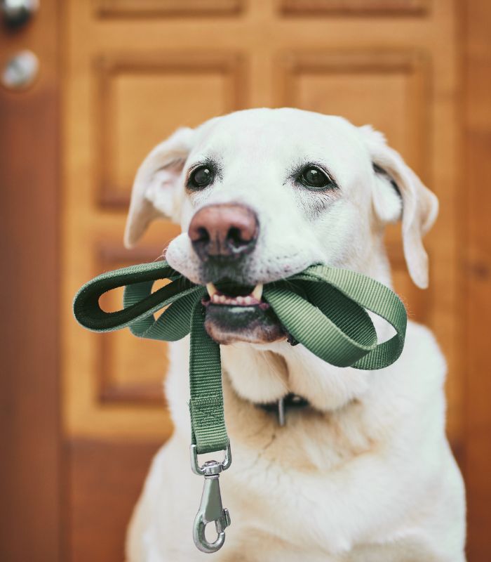 A dog holding a leash in its mouth excited for a walk